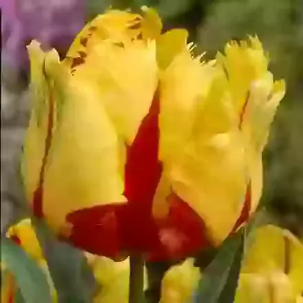 Texas Flame